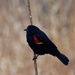 red-winged blackbird by rminer