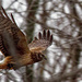 Marsh hawk  by rminer