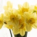 Beautiful Daffodils  by bizziebeeme