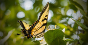 13th Mar 2019 - Eastern Tiger Swallowtail Butterfly!