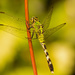 Dragonfly on the Stem! by rickster549