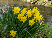 13th Mar 2019 - Daffodil's 