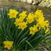 Daffodil's  by pcoulson