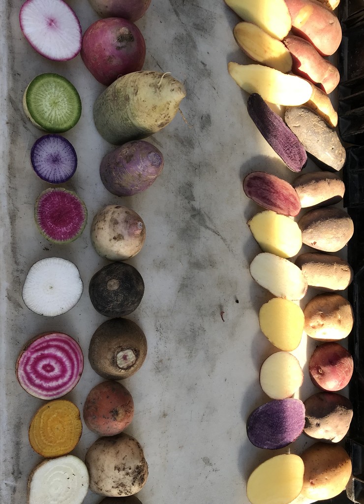 Potato Rainbow  by gratitudeyear