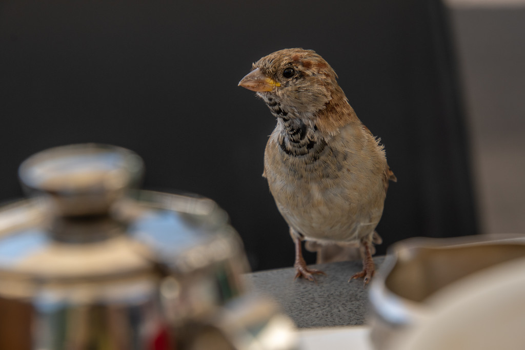 Cheeky Sparrow by yorkshirekiwi