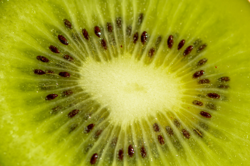 Kiwi Fruit by yorkshirekiwi