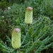 Rainbow Month Day 14 - Banksia grandis   by judithdeacon