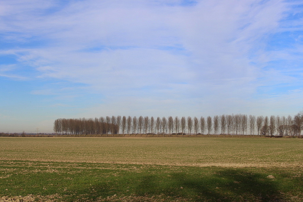 Trees on the (old) dike walls. by pyrrhula
