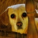 Peek-a-Boo Puppy by grammyn
