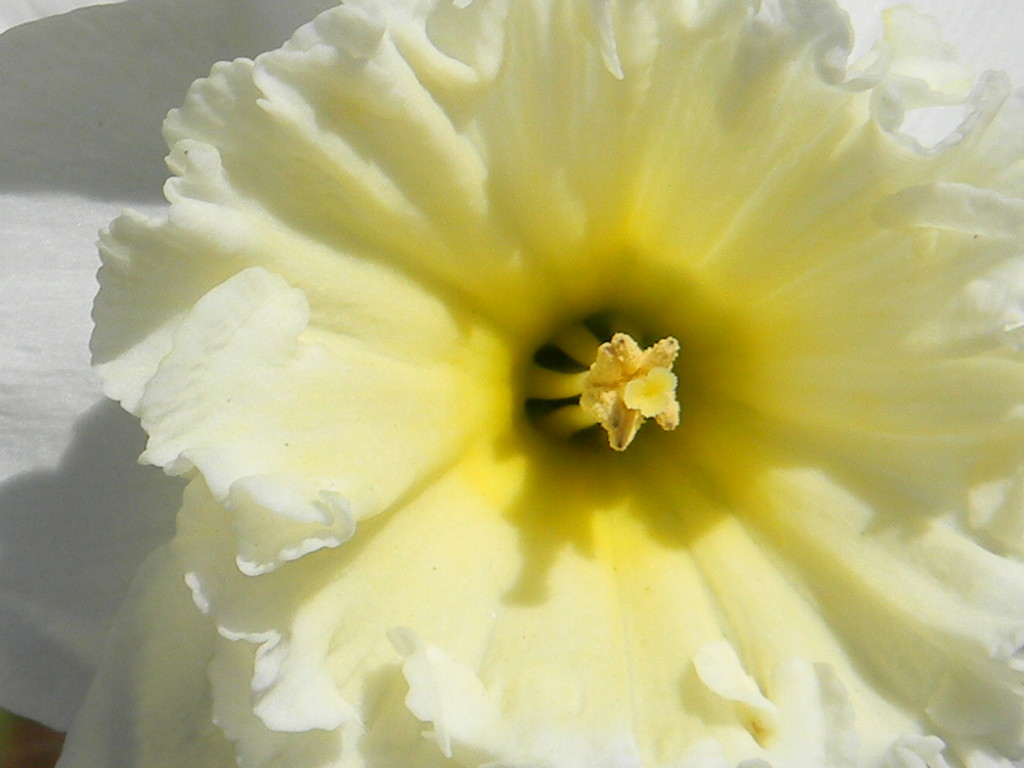 Closeup of Daffodil by sfeldphotos