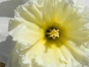 13th Mar 2019 - Closeup of Daffodil