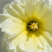 Closeup of Daffodil by sfeldphotos