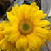Sunflower by sandlily
