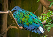 14th Mar 2019 - Nicobar Pigeon 