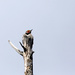Woodpecker by gq