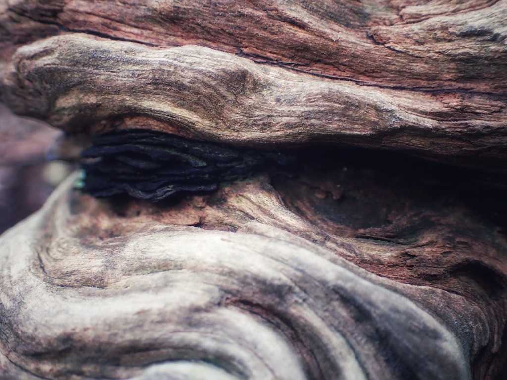 The Face in the Woods by mattjcuk