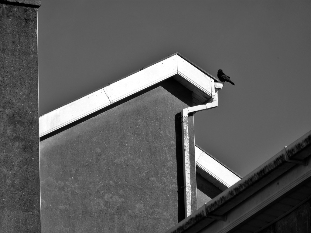Urban minimalism with bird by etienne