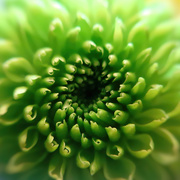 14th Mar 2019 - A green green chrysanthemum