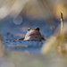 2019 03 14 - frog by pixiemac