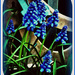 Grape Hyacinth by beryl