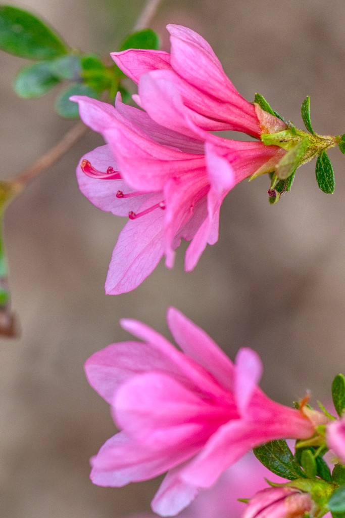 Pink Azalea Blossoms by kvphoto