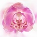Looking Inside the Orchid by jyokota