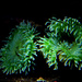 sea anemone by summerfield
