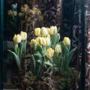 13th Mar 2019 - Dreaming of tulips