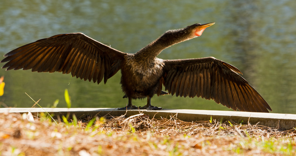 Anhinga Drying the Wings! by rickster549