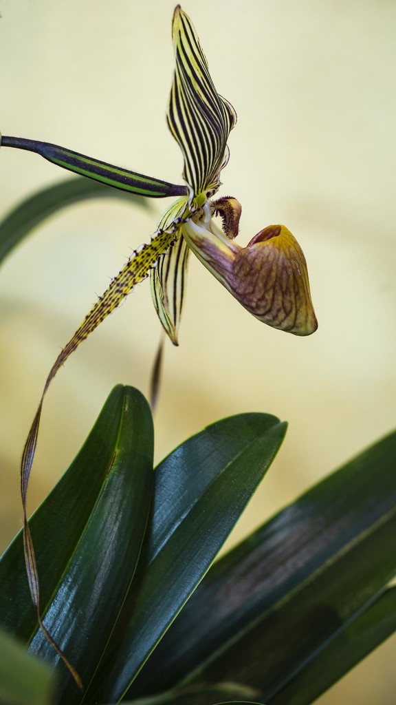 Long-Whiskered Orchid by jyokota