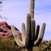 Saguaro by gtoolman8