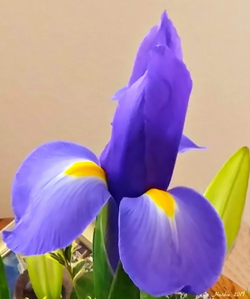 Iris by harbie
