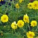 Sunshiny Yellow ~            by happysnaps