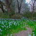 Field of narcissus, Magnolia Gardens, Charleston by congaree