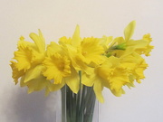 15th Mar 2019 - A vase of daffodils.