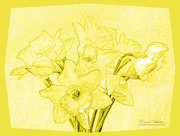 15th Mar 2019 - Daffodils