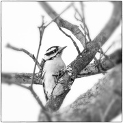 15th Mar 2019 - downy woodpecker