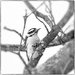 downy woodpecker by jernst1779