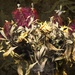 Dried Flowers by billyboy
