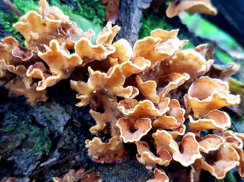 Shelf fungus by julienne1