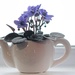 Teapot Garden by paintdipper