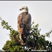 Immature African fish eagle by rosiekind
