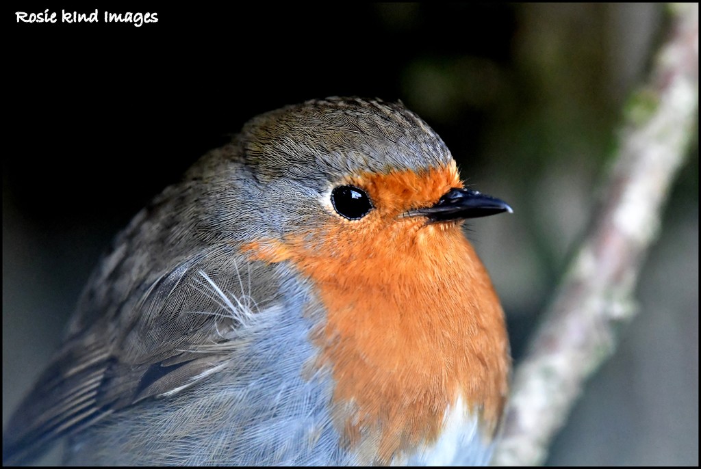 A beautiful little robin by rosiekind