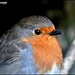 A beautiful little robin by rosiekind