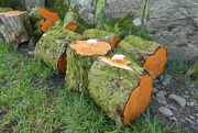 15th Mar 2019 - took the porkers out to see the fallen tree