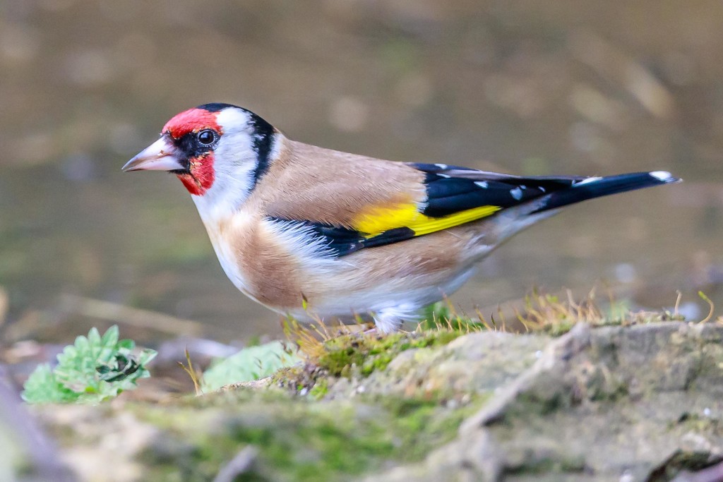 Goldfinch by padlock