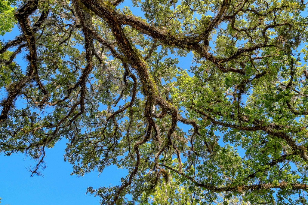 Old oak canopy by danette