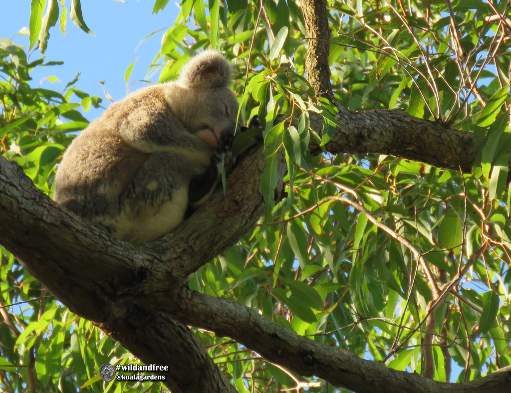 sunny-side up by koalagardens