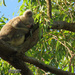 sunny-side up by koalagardens