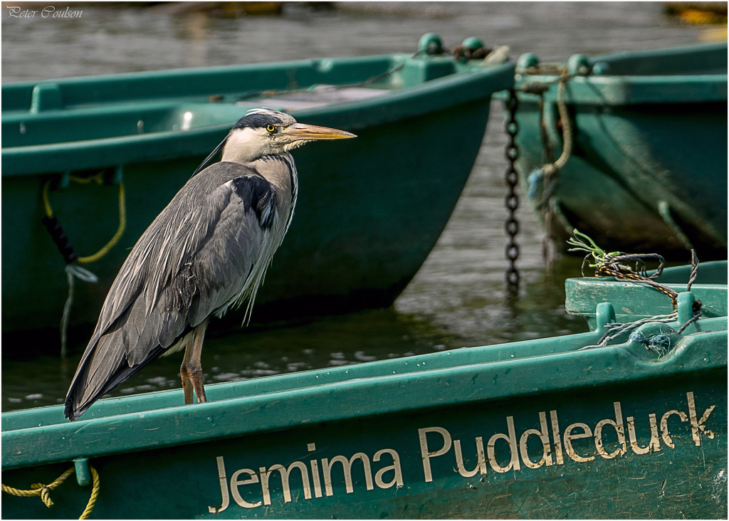 Grey Heron by pcoulson